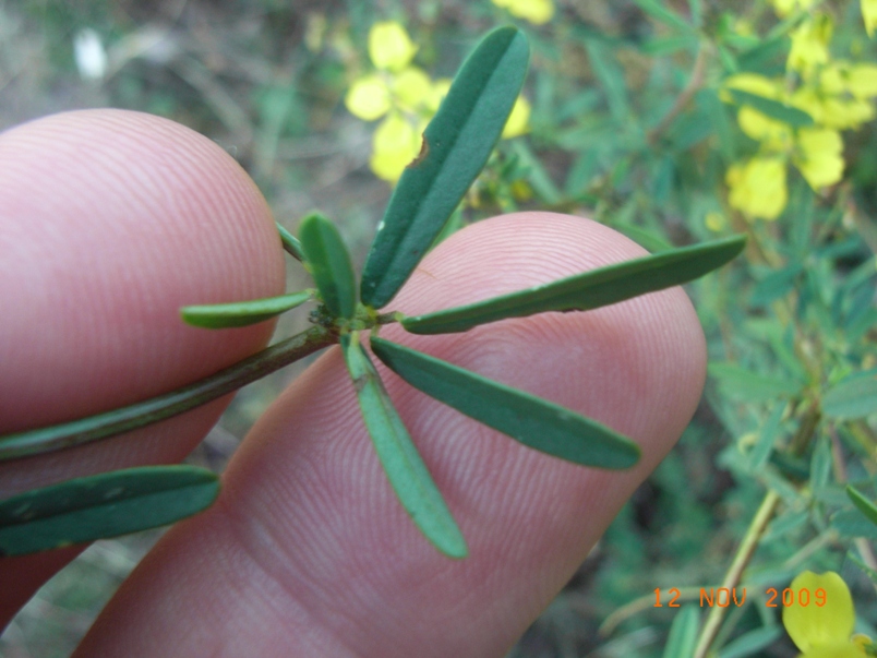 Trigonella altissima (=Melilotus altissimus) / Meliloto altissimo